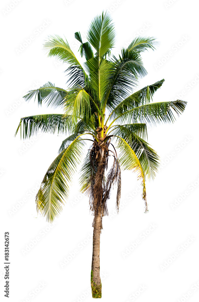 Obraz premium the green tree isolate tree on the white background with copy space clipping path