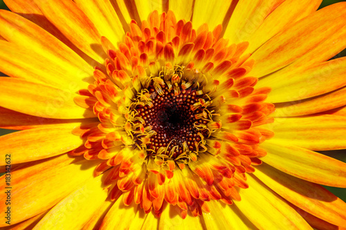 Dahlia  Beautiful flowers in  garden.