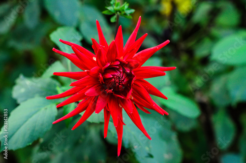 Fototapeta Naklejka Na Ścianę i Meble -  dahlia flower