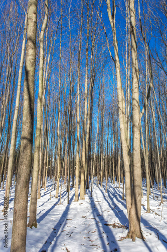 Winter In The Wood photo