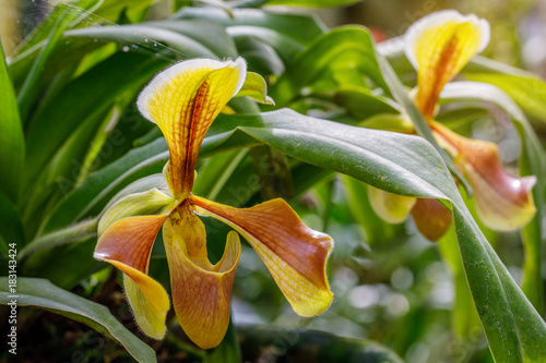 Paphiopedilum, (Lady'slipper), beautiful forest orchid in rainseason. photo