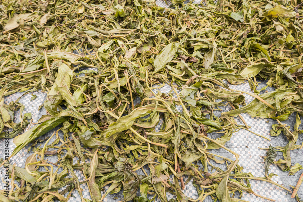 dry green tea leaf background