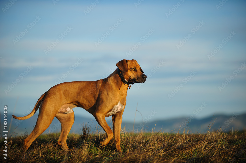 Rhodesian Ridgeback dog outdoor portrait walking through scenic field