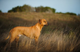Rhodesian Ridgeback dog outdoor portrait standing in a field