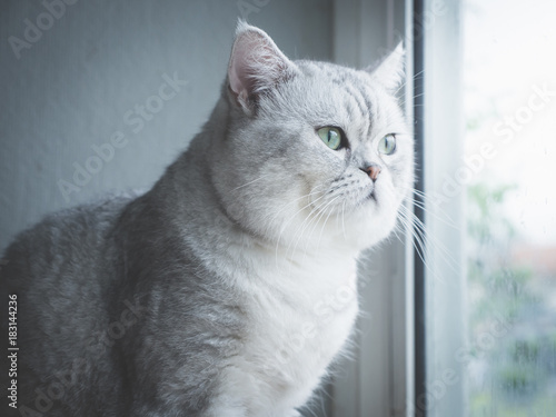 Cute short hair cat looking out through a window,vintage filter