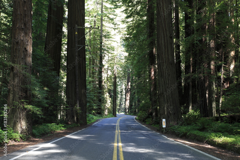 Obraz premium Avenue of the Giants in Humboldt Redwoods State Park