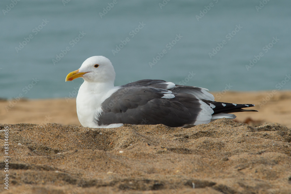 Fototapeta premium Seagull
