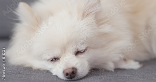Dog pomeranian sleeping on sofa