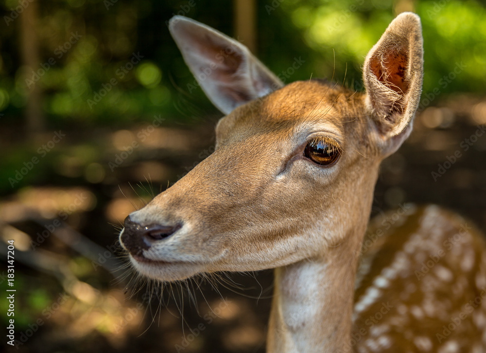 Bambi