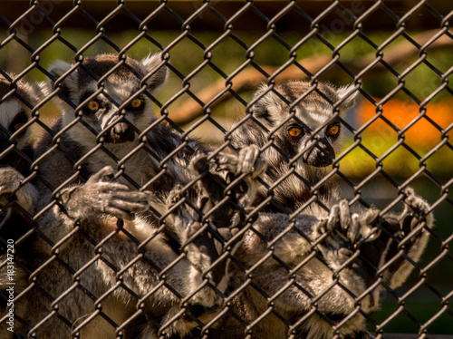 Whacha in for, mate? Monkeys