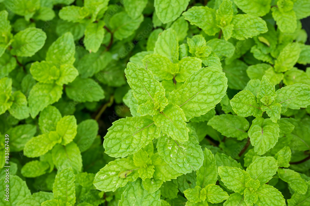 close up mint leaves plant grow in organic vegetable garden close up mint leaves plant grow in organic vegetable garden