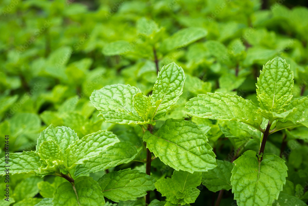 close up mint leaves plant grow in organic vegetable garden close up mint leaves plant grow in organic vegetable garden