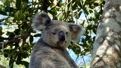 Photography koala