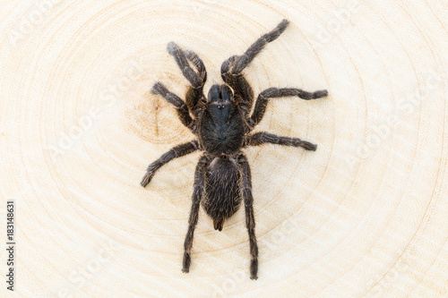 The spider on wooden background.