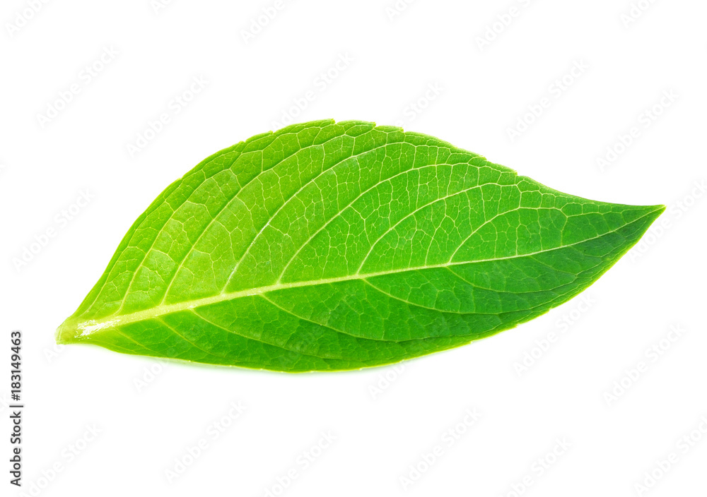 Obraz premium Green leaf on white background
