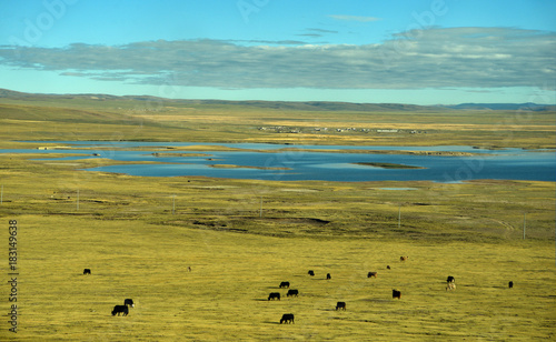 panorama of green meadow on the Tibetan Plateau in China