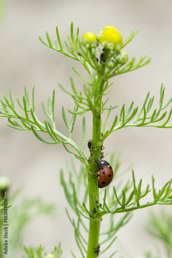 Obraz premium An ant ridding a ladybug on a chamomile stem with aphids.