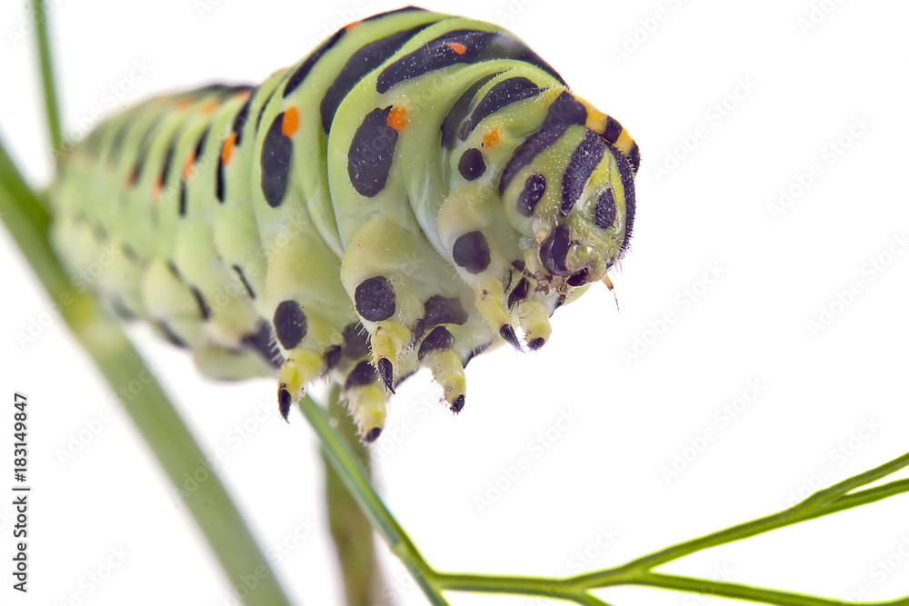 Naklejka premium Swallowtail butterfly caterpillar
