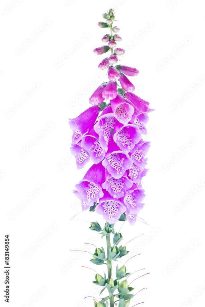 Digitalis of a garden on white Digitalis of a garden on white