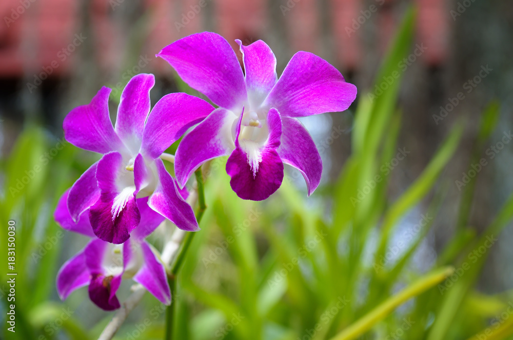 Beautiful purple orchid flowers in the garden. Beautiful purple orchid flowers in the garden.