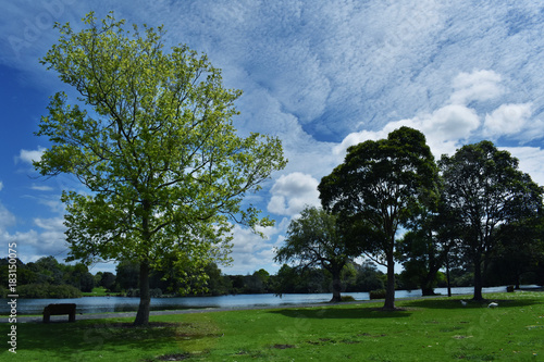 Tree Park Green Nature Landscape Blue Sky Grass Field Outdoor trees