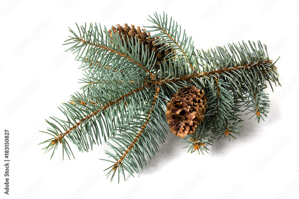 Pine branch with cones with shadow isolated on white background Pine branch with cones with shadow isolated on white background