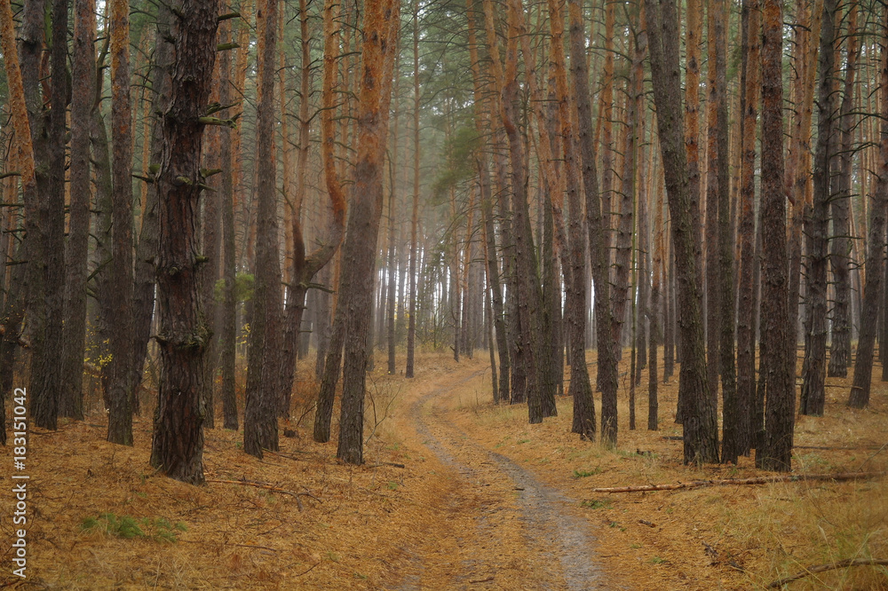Pines in the forest with misty morning Pines in the forest with misty morning