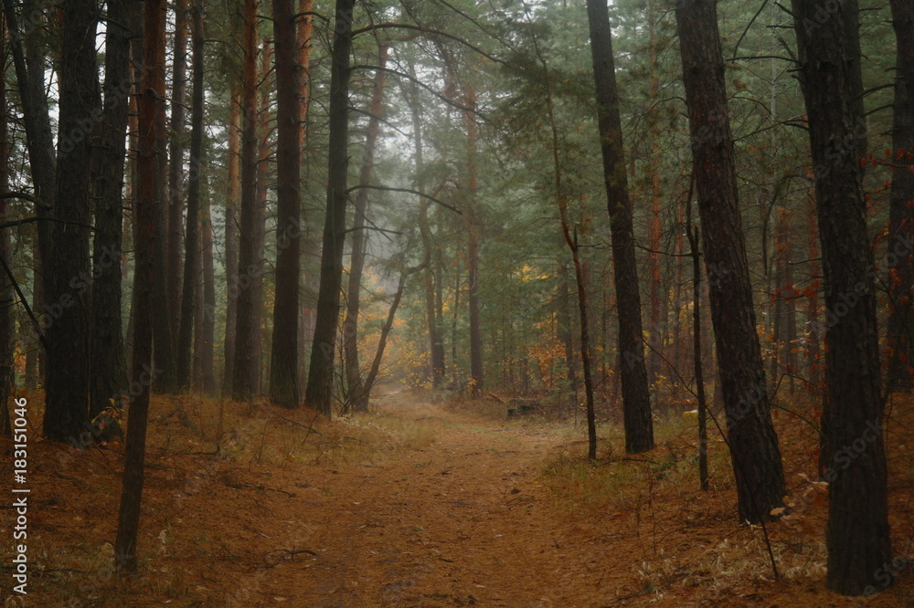 Pines in the forest with misty morning
