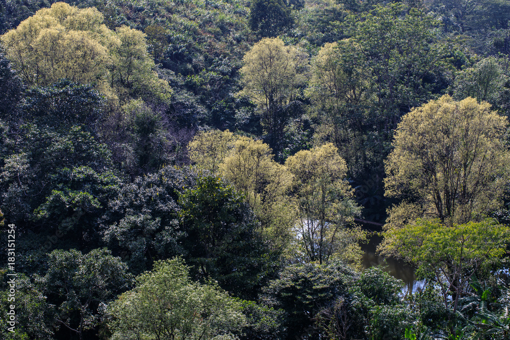 Colourful of tree in rain season. Colourful of tree in rain season.