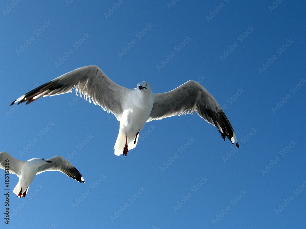 Obraz premium seagulls