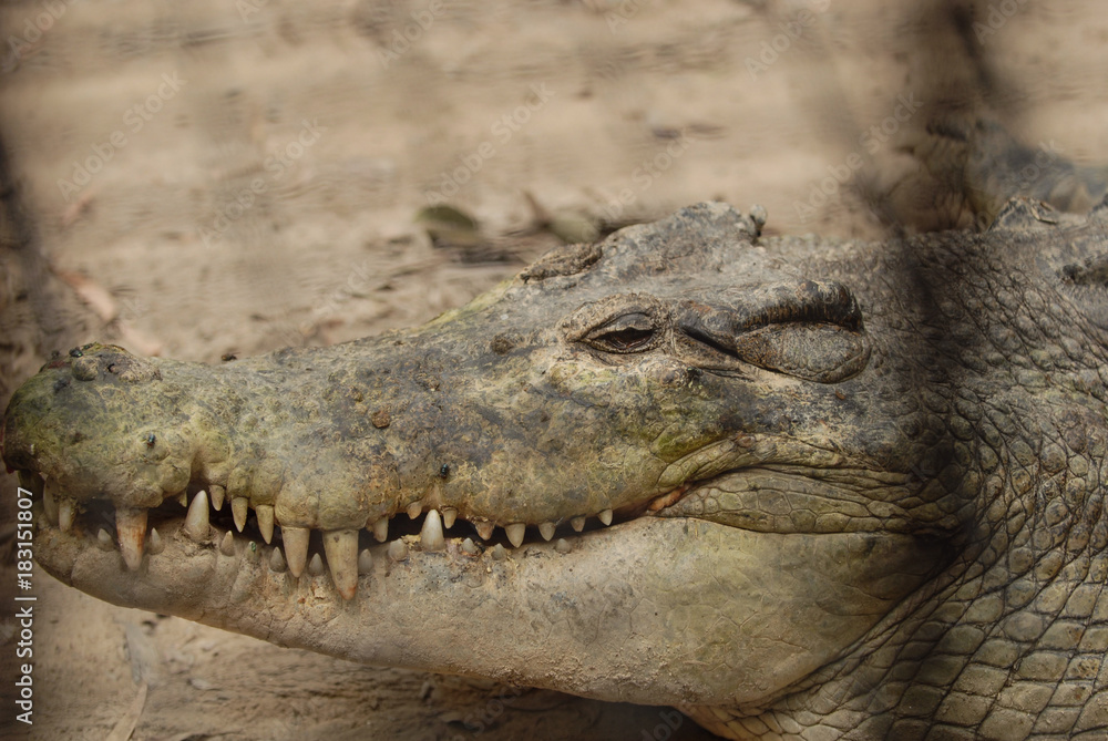 Obraz premium Hartley's Crocodile Adventures