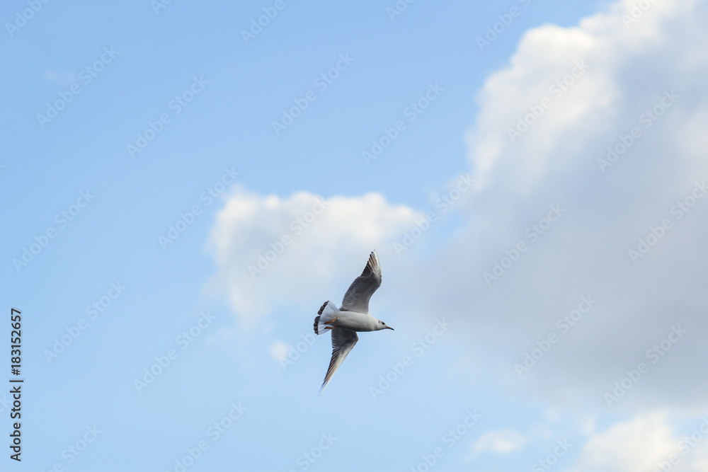 Obraz premium a lone bird a gull flies in the clouds