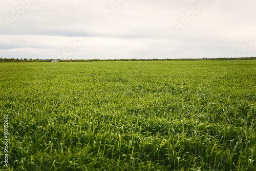 landscape with green field, green grass