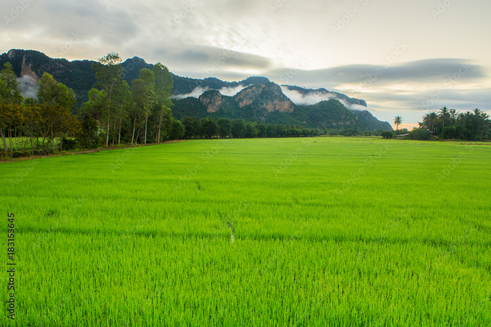 Landscape of rice field in the countryside of Thailand. Landscape of rice field in the countryside of Thailand.