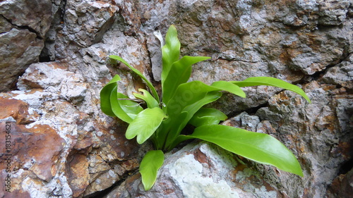plant growing in rock crevice 