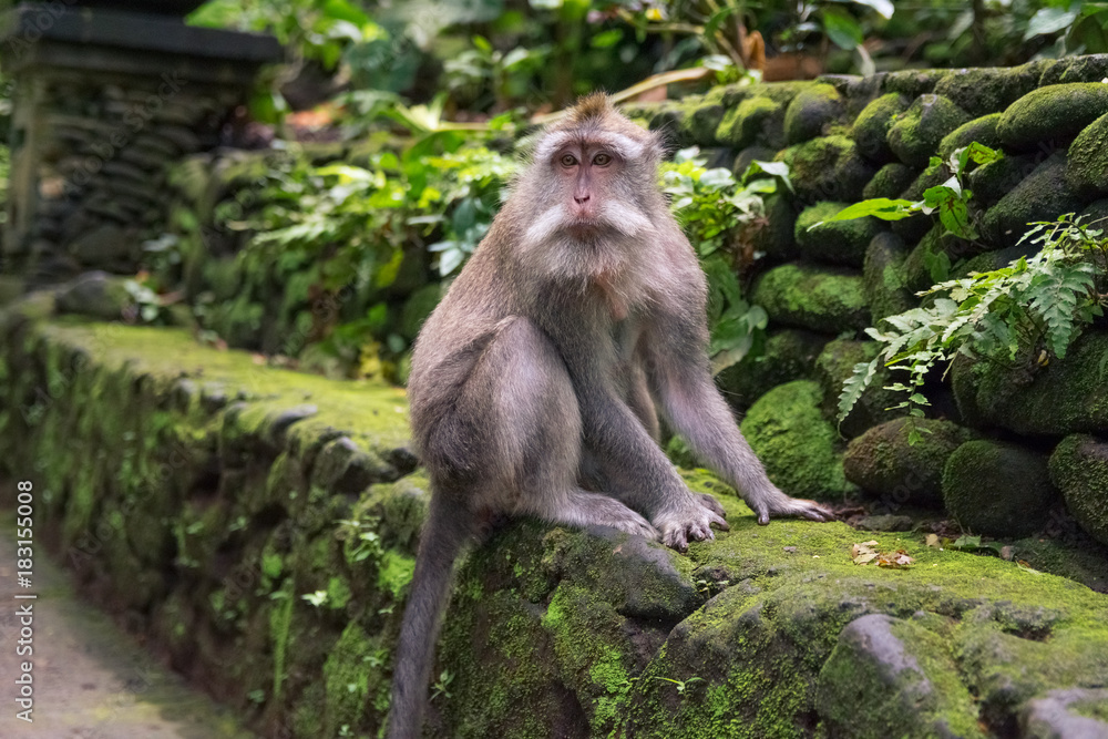 Fototapeta premium monkey looking straight in national park in monkey forest in bali. ubud. indonesia
