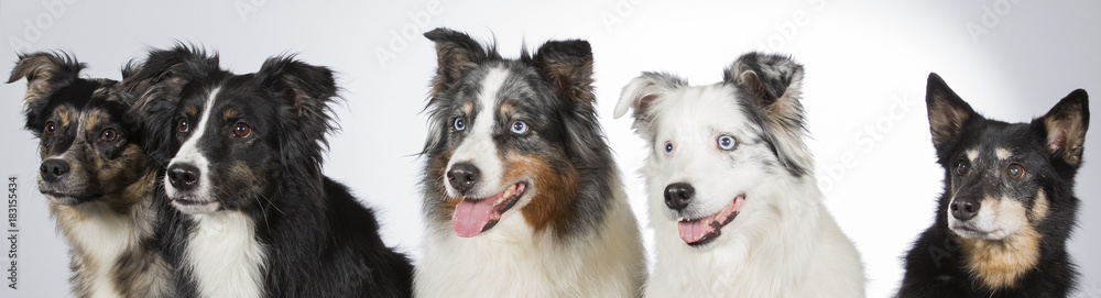 Group of dogs in a studio. Australian shepherd dogs. Image taken in a studio with white background. Panoramic photo.