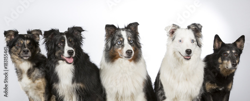 Group of dogs in a studio. Australian shepherd dogs. Image taken in a studio with white background. Panorama image.