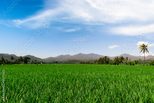 Valokuva green rice field with palms in bali. lombok. indonesia