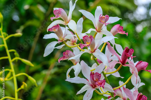 Beautiful forest orchid in rainseason. photo