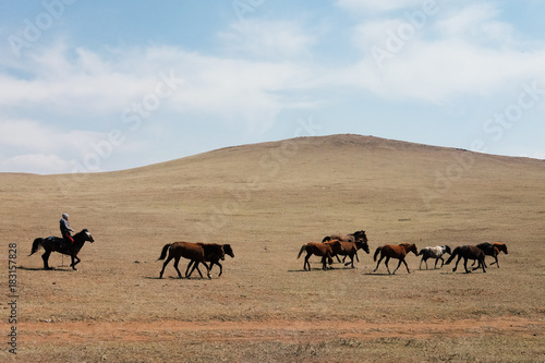 Horses in Gobi Desert © Nathida
