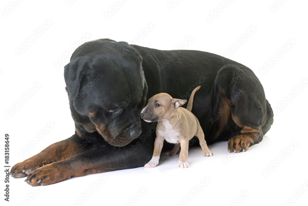 miniature bull terrier and rottweiler