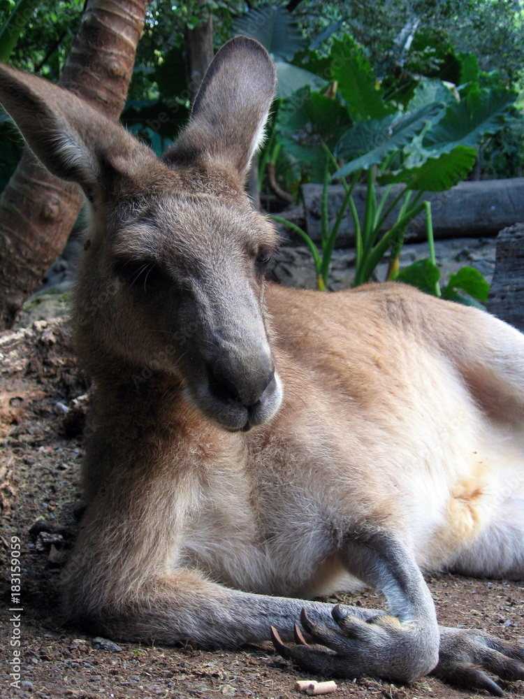 Fototapeta premium kangaroo