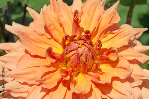 Fototapeta Naklejka Na Ścianę i Meble -  Dahlie, Dahlia