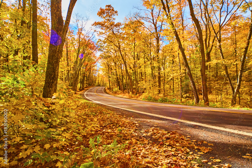Obraz premium Fall Road in Michigan All Yellow Trees