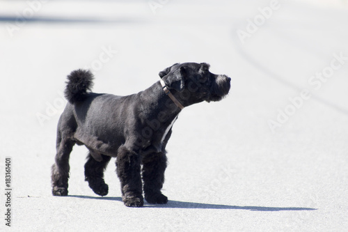 Obraz na plátně black dog
