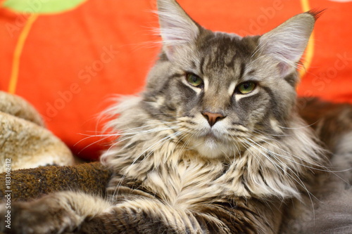 Maine Coon with green eyes