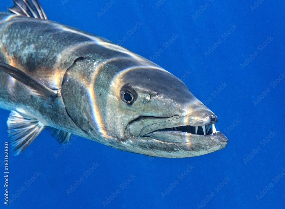 Obraz premium Barracuda