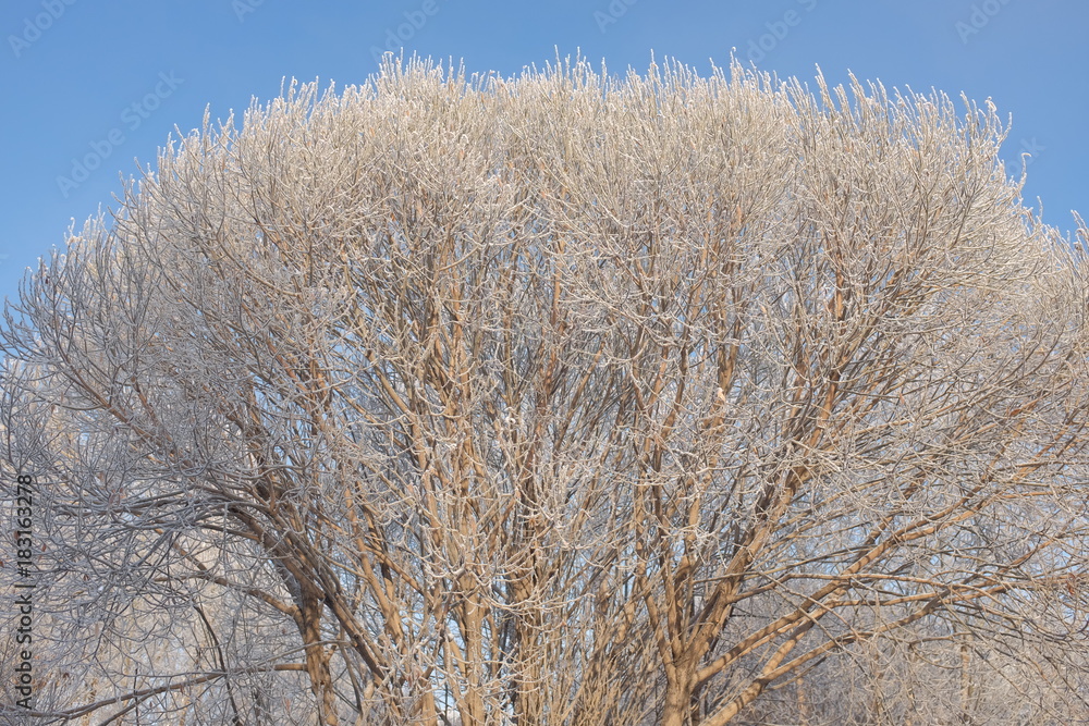 Hoarfrost on the crown of the elm. Early winter in Omsk Hoarfrost on the crown of the elm. Early winter in Omsk