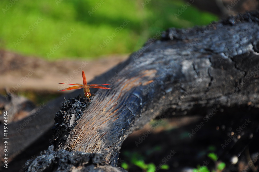 Dragonfly with a burnt timber